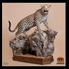 taxidermy-african-carnivores-lions-tigers-cheetas-ocelots-hyenas-035