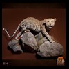 taxidermy-african-carnivores-lions-tigers-cheetas-ocelots-hyenas-036