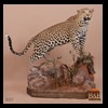 taxidermy-african-carnivores-lions-tigers-cheetas-ocelots-hyenas-037
