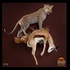 taxidermy-african-carnivores-lions-tigers-cheetas-ocelots-hyenas-038