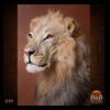 taxidermy-african-carnivores-lions-tigers-cheetas-ocelots-hyenas-039