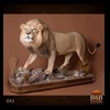 taxidermy-african-carnivores-lions-tigers-cheetas-ocelots-hyenas-042