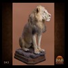 taxidermy-african-carnivores-lions-tigers-cheetas-ocelots-hyenas-043