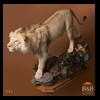 taxidermy-african-carnivores-lions-tigers-cheetas-ocelots-hyenas-045