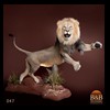 taxidermy-african-carnivores-lions-tigers-cheetas-ocelots-hyenas-047