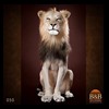 taxidermy-african-carnivores-lions-tigers-cheetas-ocelots-hyenas-050