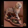 taxidermy-african-carnivores-lions-tigers-cheetas-ocelots-hyenas-051