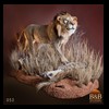 taxidermy-african-carnivores-lions-tigers-cheetas-ocelots-hyenas-052