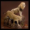 taxidermy-african-carnivores-lions-tigers-cheetas-ocelots-hyenas-053
