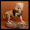 taxidermy-african-carnivores-lions-tigers-cheetas-ocelots-hyenas-055