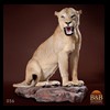 taxidermy-african-carnivores-lions-tigers-cheetas-ocelots-hyenas-056