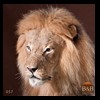 taxidermy-african-carnivores-lions-tigers-cheetas-ocelots-hyenas-057