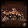 taxidermy-african-carnivores-lions-tigers-cheetas-ocelots-hyenas-058