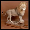taxidermy-african-carnivores-lions-tigers-cheetas-ocelots-hyenas-063