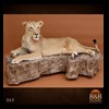 taxidermy-african-carnivores-lions-tigers-cheetas-ocelots-hyenas-065
