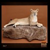 taxidermy-african-carnivores-lions-tigers-cheetas-ocelots-hyenas-067