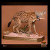 taxidermy-african-carnivores-lions-tigers-cheetas-ocelots-hyenas-069