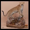 taxidermy-african-carnivores-lions-tigers-cheetas-ocelots-hyenas-070