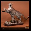 taxidermy-african-carnivores-lions-tigers-cheetas-ocelots-hyenas-072
