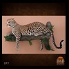 taxidermy-african-carnivores-lions-tigers-cheetas-ocelots-hyenas-077