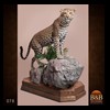 taxidermy-african-carnivores-lions-tigers-cheetas-ocelots-hyenas-078