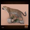 taxidermy-african-carnivores-lions-tigers-cheetas-ocelots-hyenas-079