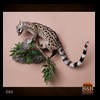 taxidermy-african-carnivores-lions-tigers-cheetas-ocelots-hyenas-080
