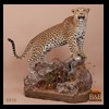 taxidermy-african-carnivores-lions-tigers-cheetas-ocelots-hyenas-081b