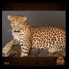 taxidermy-african-carnivores-lions-tigers-cheetas-ocelots-hyenas-082