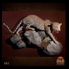 taxidermy-african-carnivores-lions-tigers-cheetas-ocelots-hyenas-085