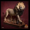 taxidermy-african-carnivores-lions-tigers-cheetas-ocelots-hyenas-086