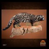 taxidermy-african-carnivores-lions-tigers-cheetas-ocelots-hyenas-087