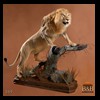 taxidermy-african-carnivores-lions-tigers-cheetas-ocelots-hyenas-089