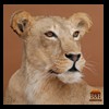 taxidermy-african-carnivores-lions-tigers-cheetas-ocelots-hyenas-090