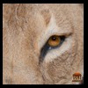 taxidermy-african-carnivores-lions-tigers-cheetas-ocelots-hyenas-091