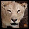 taxidermy-african-carnivores-lions-tigers-cheetas-ocelots-hyenas-092