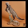 taxidermy-african-carnivores-lions-tigers-cheetas-ocelots-hyenas-093