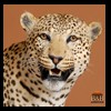 taxidermy-african-carnivores-lions-tigers-cheetas-ocelots-hyenas-096
