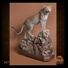 taxidermy-african-carnivores-lions-tigers-cheetas-ocelots-hyenas-097