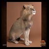 taxidermy-african-carnivores-lions-tigers-cheetas-ocelots-hyenas-099