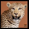 taxidermy-african-carnivores-lions-tigers-cheetas-ocelots-hyenas-100