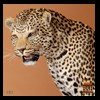 taxidermy-african-carnivores-lions-tigers-cheetas-ocelots-hyenas-101