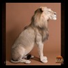 taxidermy-african-carnivores-lions-tigers-cheetas-ocelots-hyenas-102