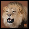 taxidermy-african-carnivores-lions-tigers-cheetas-ocelots-hyenas-103