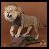 taxidermy-african-carnivores-lions-tigers-cheetas-ocelots-hyenas-104