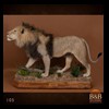 taxidermy-african-carnivores-lions-tigers-cheetas-ocelots-hyenas-105