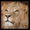taxidermy-african-carnivores-lions-tigers-cheetas-ocelots-hyenas-106