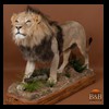taxidermy-african-carnivores-lions-tigers-cheetas-ocelots-hyenas-107