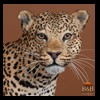 taxidermy-african-carnivores-lions-tigers-cheetas-ocelots-hyenas-110