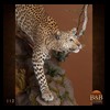 taxidermy-african-carnivores-lions-tigers-cheetas-ocelots-hyenas-112